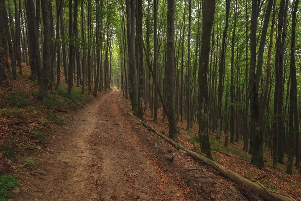 Forest — Stock Photo, Image