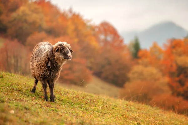 Sheep — Stock Photo, Image