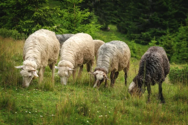 Sheeps — Stock Photo, Image