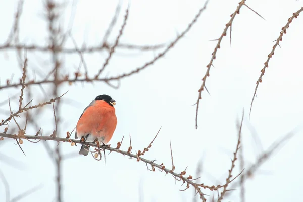 Bullfinch — Stock Photo, Image