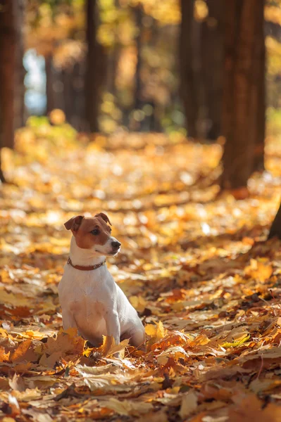 Jack. — Foto de Stock