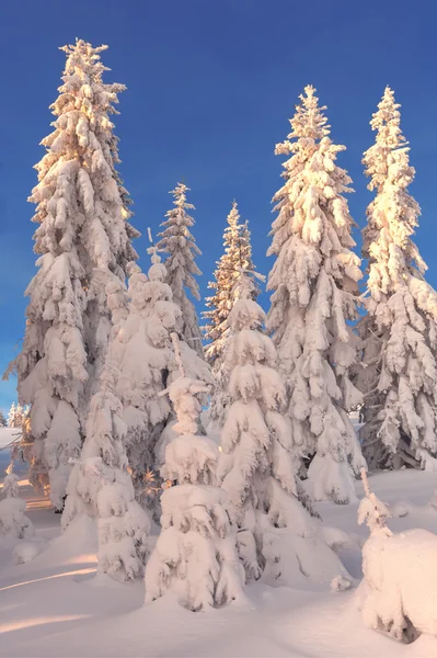 Bomen — Stockfoto