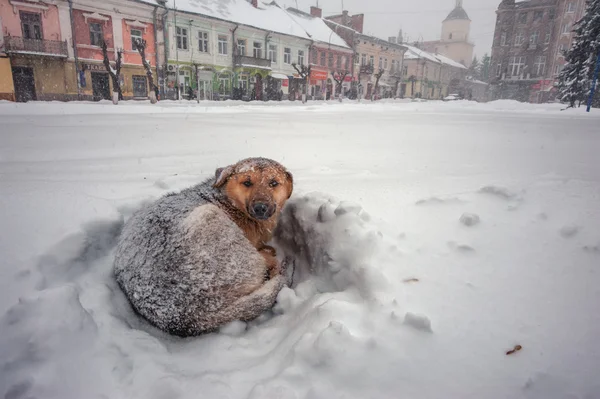 Um cão. — Fotografia de Stock