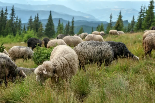 Sheeps — Stock Photo, Image