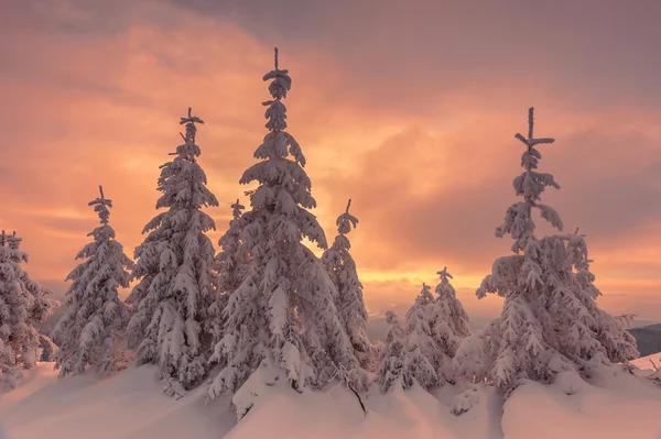 Träd — Stockfoto