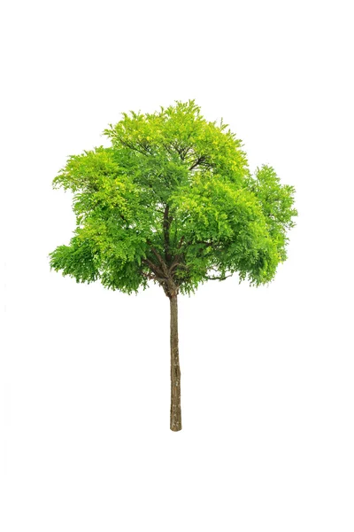 Tree — Stock Photo, Image