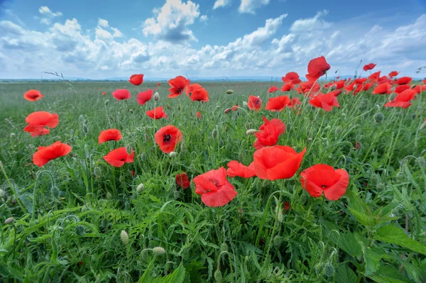 Mohn — Stockfoto