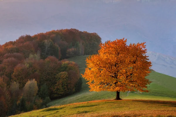 Ağaç — Stok fotoğraf