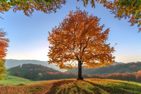 Baum — Stockfoto