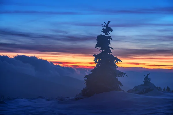 Bomen — Stockfoto