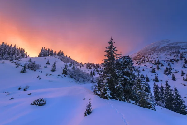 Ağaçlar — Stok fotoğraf