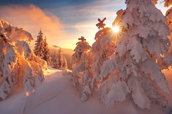 Trees — Stock Photo, Image