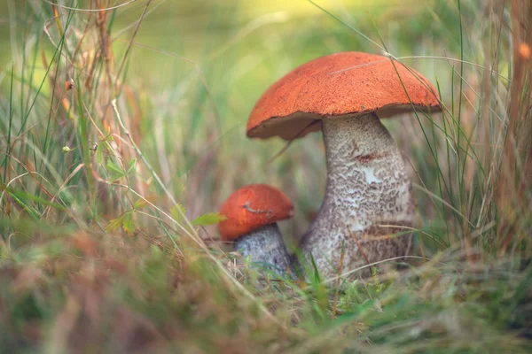 Pilz — Stockfoto