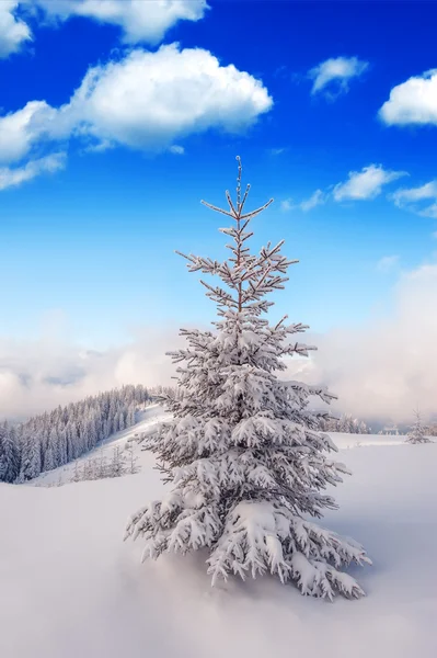 Bomen — Stockfoto