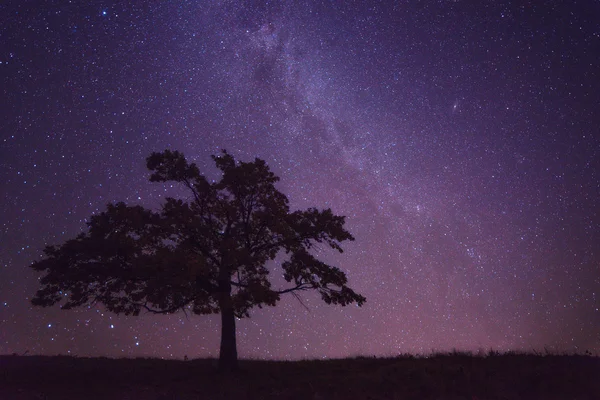 Ağaç — Stok fotoğraf