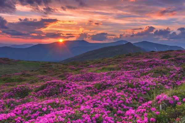 Rhododendron — Stock Photo, Image