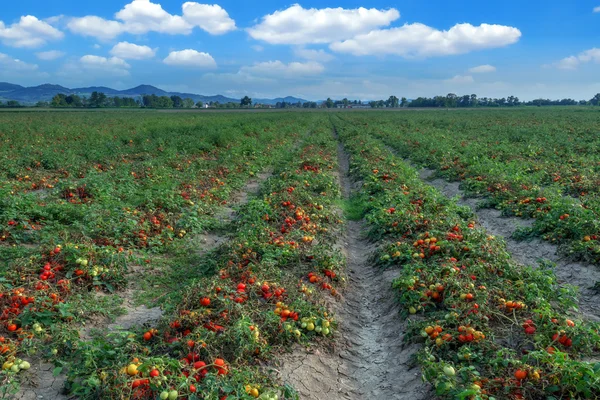 Tomato — Stock Photo, Image