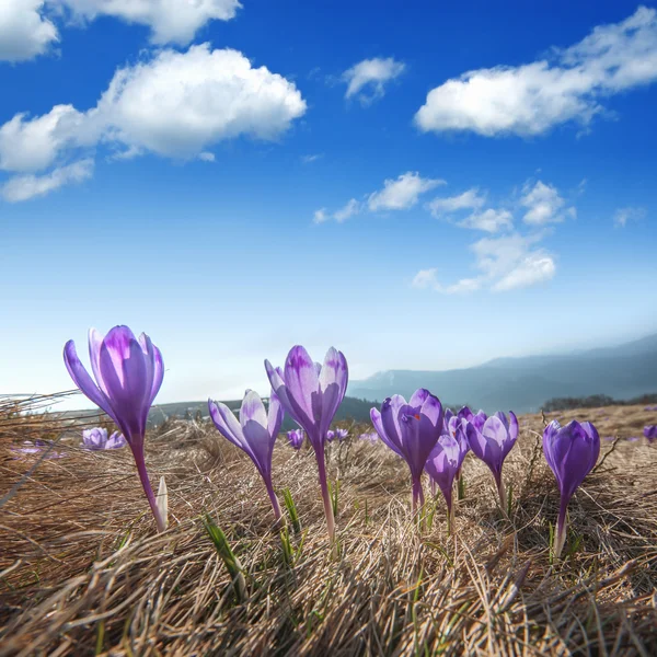 Krokus — Stockfoto