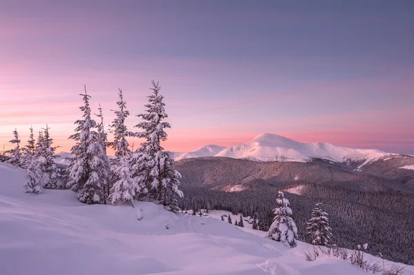 Alberi — Foto Stock