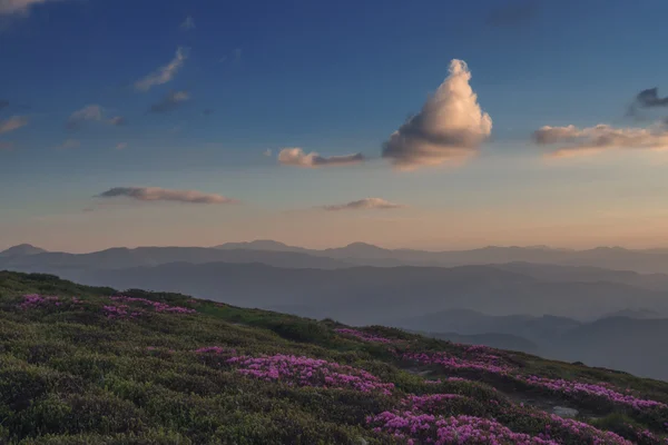 Rhododendron — Stock Photo, Image