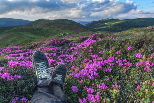 Rhododendron — Stock Photo, Image