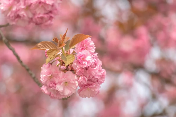 Sakura — Stockfoto