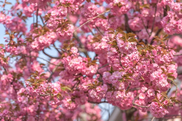 Sakura — Stock Photo, Image