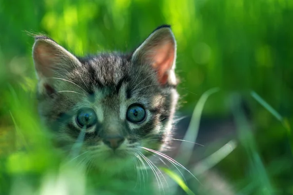 Yavru kedi — Stok fotoğraf