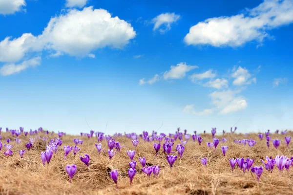 Crocus — Stockfoto