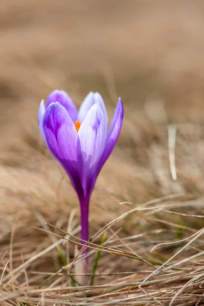 Krokus — Zdjęcie stockowe