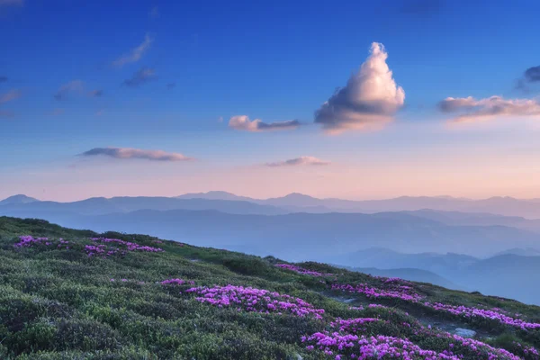 Rododendron — Stock fotografie