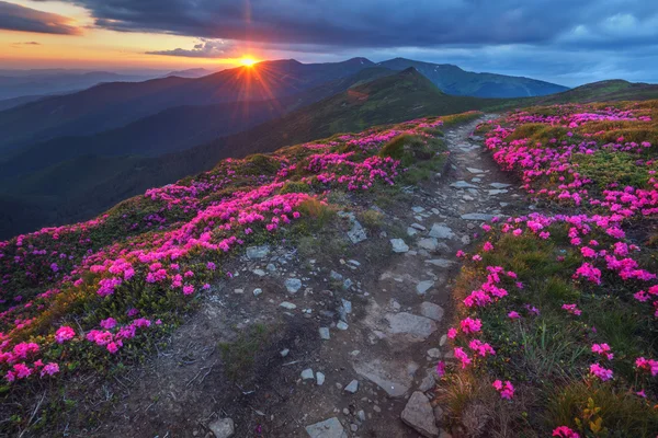 Rhododendron — Stockfoto