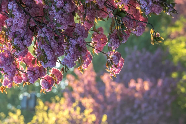 Sakura — Stock Photo, Image