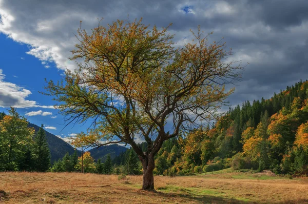 Baum — Stockfoto