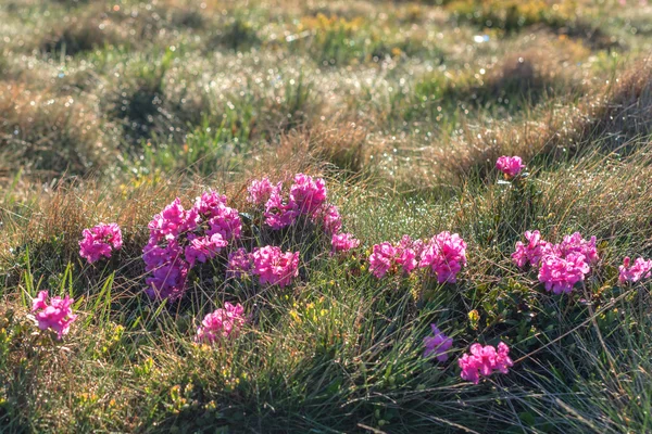 Rhododendron — Stock Photo, Image