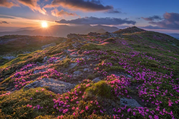 Rhododendron — Stock Photo, Image