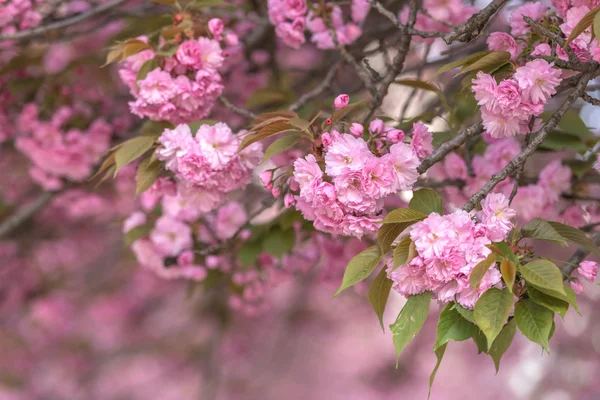 Sakura — Zdjęcie stockowe