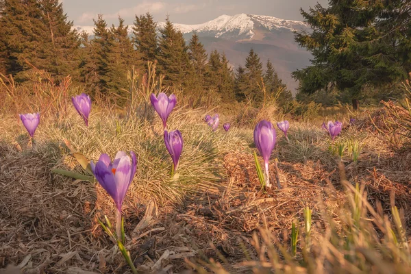 Crocus — Stock Photo, Image