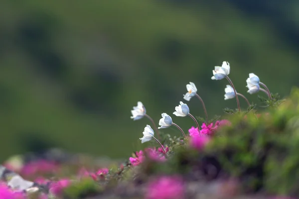 Çiçekler. — Stok fotoğraf