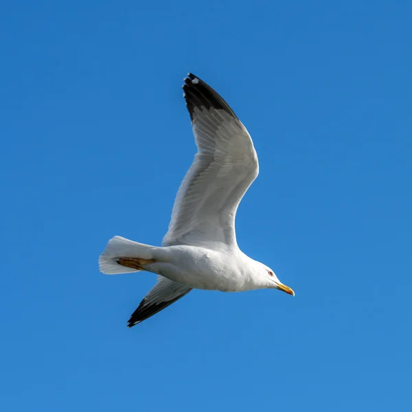 Fiskmås — Stockfoto