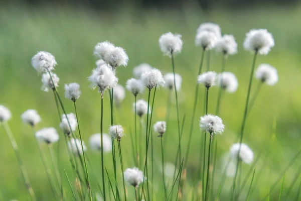 Blommor — Stockfoto