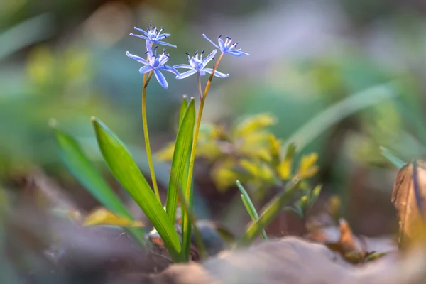 Bloemen — Stockfoto