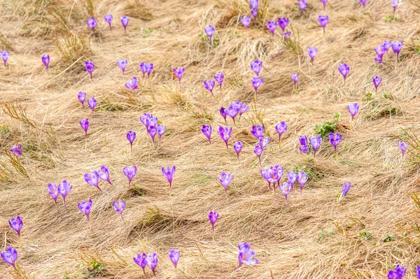 Crocus — Stock Photo, Image