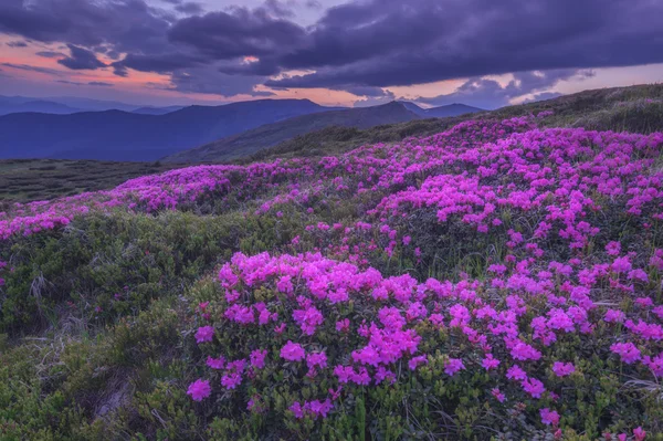 Rododendron — Stock fotografie