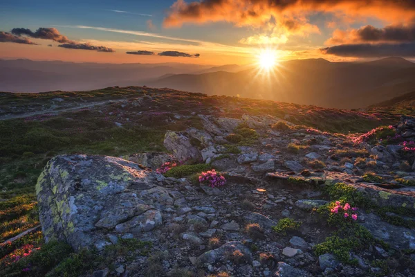 Rhododendron — Stock Photo, Image