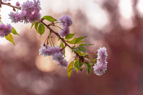 Sakura — Zdjęcie stockowe