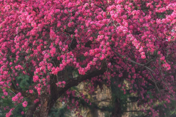 Sakura — Stock Photo, Image