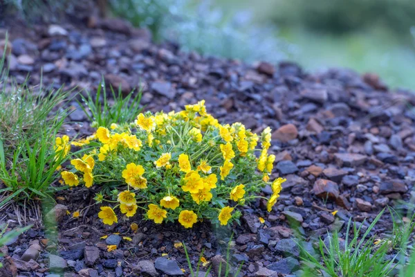 Flowers — Stock Photo, Image