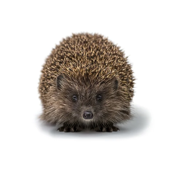 Hedgehog — Stock Photo, Image