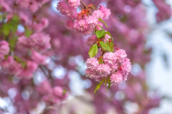 Sakura — Stock Photo, Image